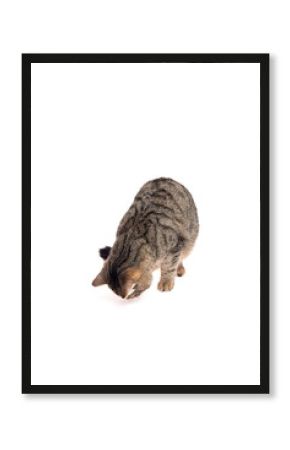 tabby cat with striped fur bending forward and sniffing the ground, standing on white background with focused and investigative posture