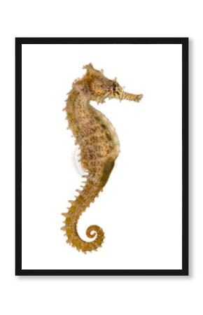Side view of a Common Seahorse, Hippocampus kuda, isolated on wh