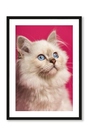 Close-up of a Birman cat, looking up, on pink background