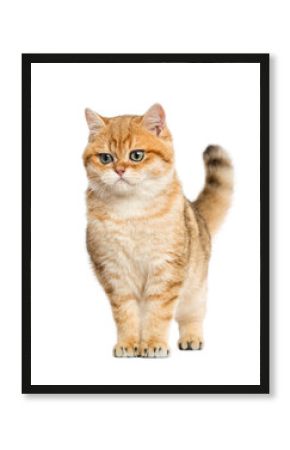 British shorthair standing, isolated on white