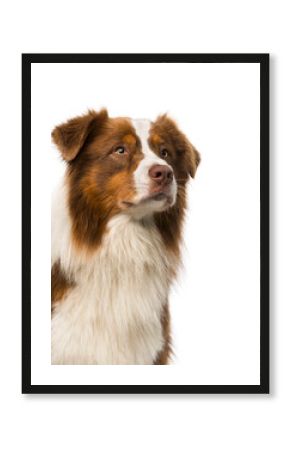 Close-up of a Border collie