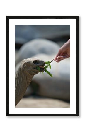closeup tortoises feeding with leaves, inside the botanical garden, Mahe Seychelles