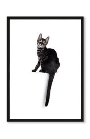 Excellent charcoal Bengal cat kitten, sitting backwards on edge. Looking over shoulder towards camera. Isolated on a white background.