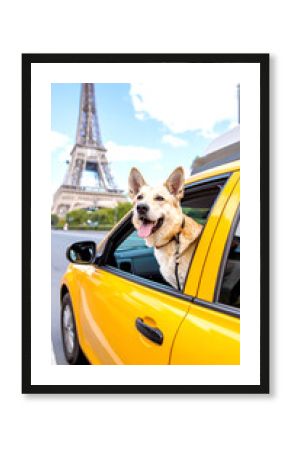 Hund im Taxi unterwegs in Paris