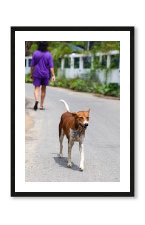 A brown and white dog is walking down a street