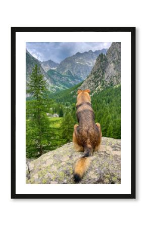 CLOSE UP: Mixed breed dog sits calmly on a rocky outcrop, gazing out over a breathtaking alpine valley covered with lush green forests. Majestic beauty of the mountain landscape in the French Alps.