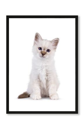 Cute tabby pointed Sacred Birman cat kitten, sitting up facing front. Looking straight to camera with breed specific blue eyes. Isolated on a white background.
