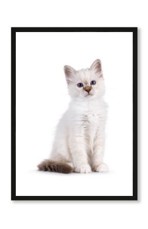 Cute tabby pointed Sacred Birman cat kitten, sitting up half side ways. Looking straight to camera with breed specific blue eyes. Isolated on a white background.