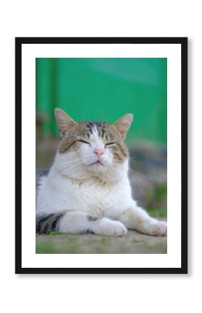 A serene tabby cat with closed eyes, resting peacefully outdoors against a green background.