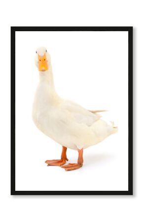 Duck on white.