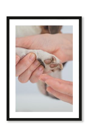 The owner puts wax on the dog's paws. 