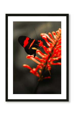 Red admiral butterfly