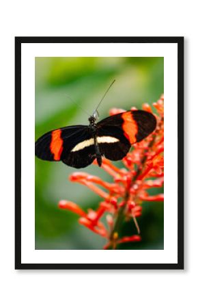 Butterfly on flower