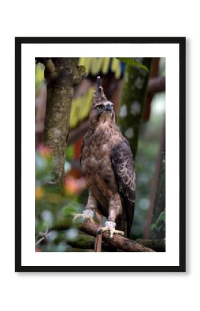 Javan hawk eagle on a tree branch