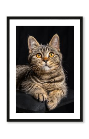 Gray tabby cat lounging on black chair, isolated against black background. Stylish and minimal image, great for pet care, ads, or modern design themes.