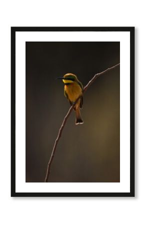 Little bee-eater turns head backlit on branch