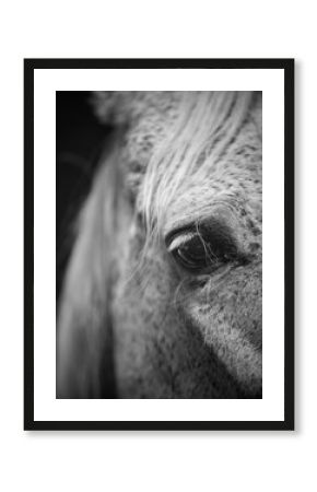 close-up, portrait of a horse, grey horse