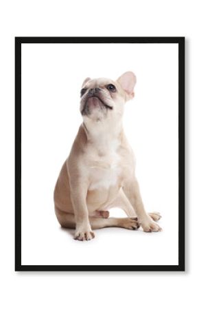 Adorable French bulldog dog sitting on white background
