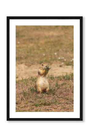Prairie dog standing on hind legs 
