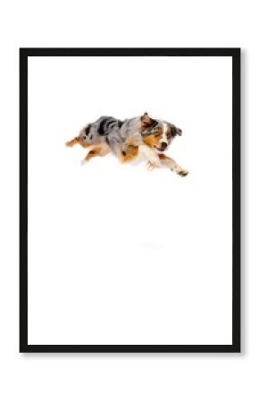 Energetic australian shepherd dog mid air jump capturing a frisbee or toy isolated on white background