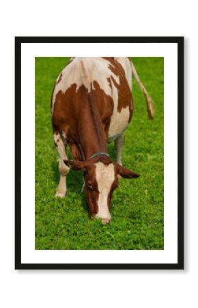 Cow grazing in a pasture. Cow in the meadow. Livestock grazing in the green field. Farm life with cattle and calves. Cow in a rural landscape. Ranch with grazing bovine. Dairy cow on field.