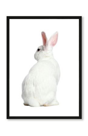 White rabbit sitting peacefully, viewed from behind.