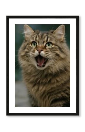 Fluffy cat with expressive eyes.