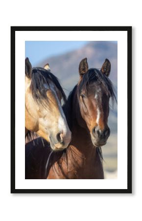 Wild Horses in Springtime in the Utah Desert