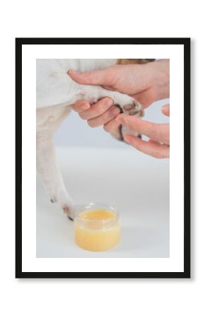 The owner puts wax on the dog's paws. 
