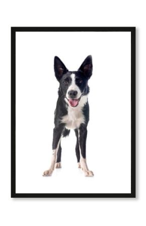 border collie in studio