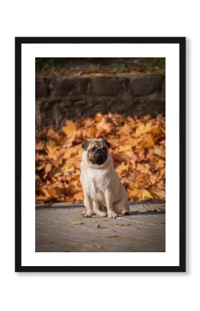 Fawn attentive pug in orange leafs in autumn park