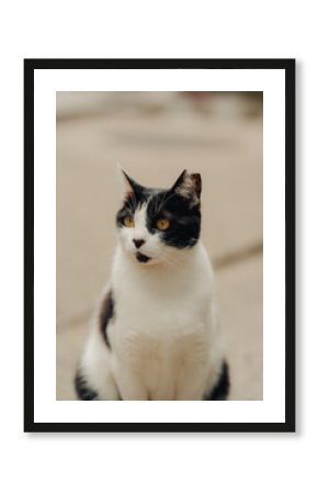 Japanese black and white cat