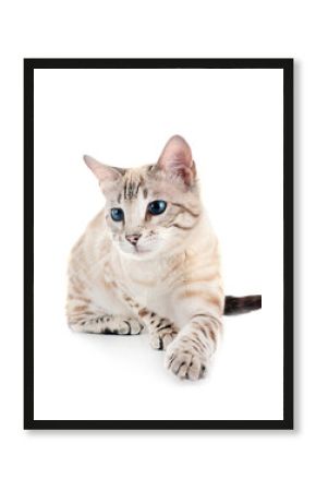 bengal cat in studio