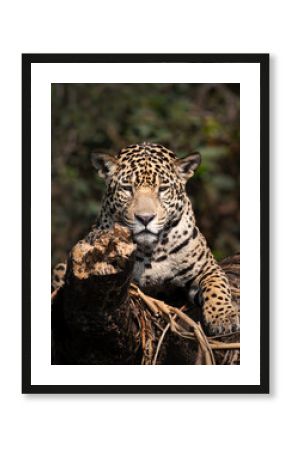 Close-up of a jaguar resting on a river bank, Pantanal, Brazil