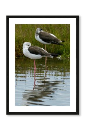 Echasse blanche,  Himantopus himantopus, Black winged Stilt