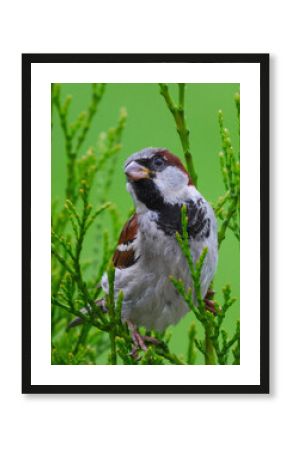 The house sparrow is carefully watching the sky.