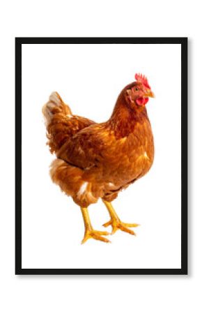 Brown hen standing on transparent background in studio shot