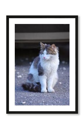 Young Norwegian Forest Cat sitting outdoor and looking away. 
