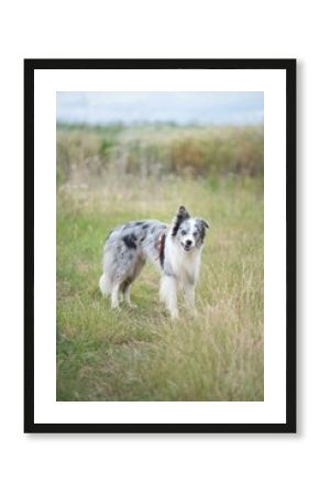border collie dog