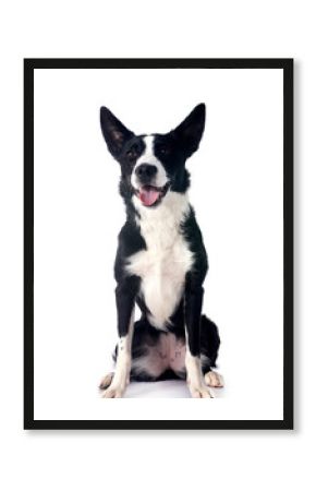 border collie in studio