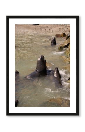 Sea lions seen at the port of Ilo, the main attraction for tourists.