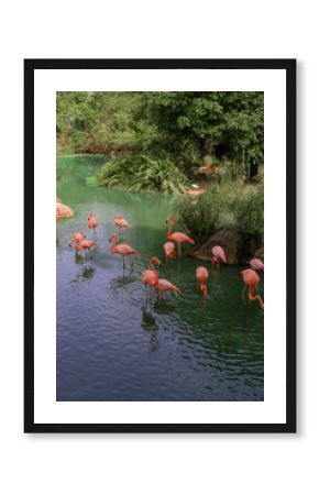 A group of pink flamingos wades peacefully through green tropical waters