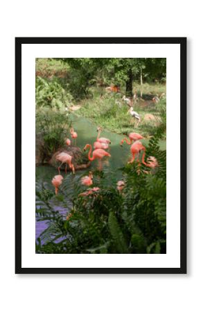 Pink flamingos and storks wade peacefully in a lush green wetland