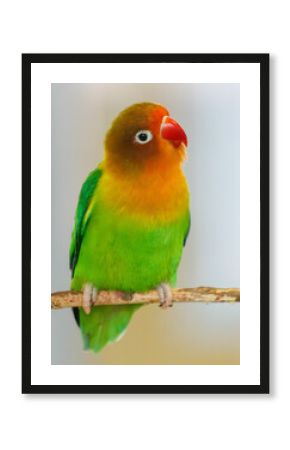 A green and yellow bird is perched on a branch