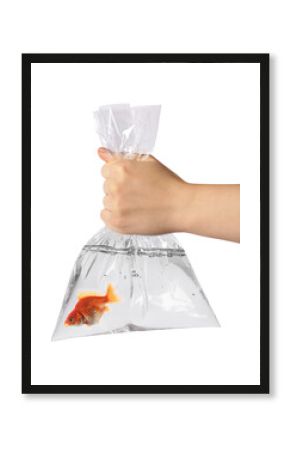 Woman holding plastic bag with water and goldfish against white background, closeup