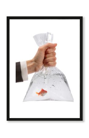 Woman holding plastic bag with water and goldfish against white background, closeup