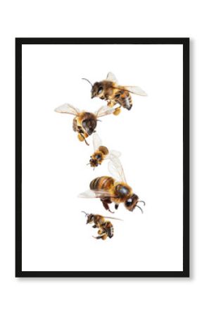 Group of flying honey bees with pollen isolated on white background