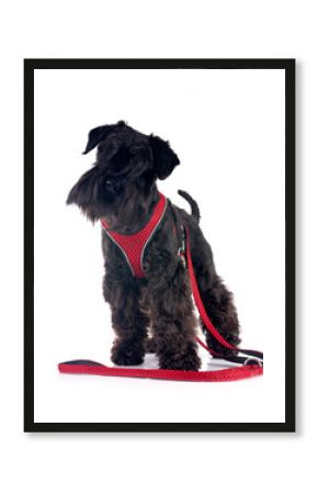 black miniature schnauzer in studio