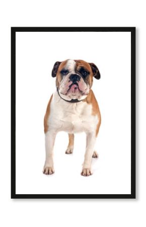 continental bulldog in studio