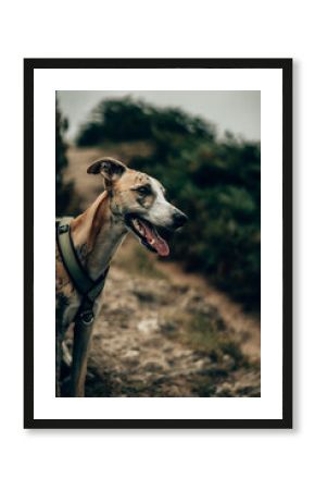 Brindle Whippet Walking on Coastal Path in Devon – Dog Outdoors Photography